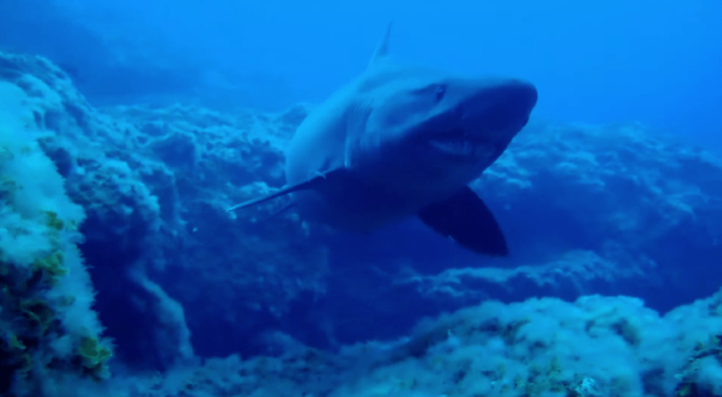 sun ray shark
